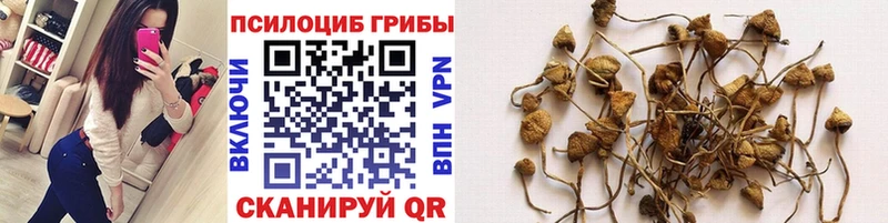 хочу наркоту  Белогорск  Галлюциногенные грибы Psilocybe 
